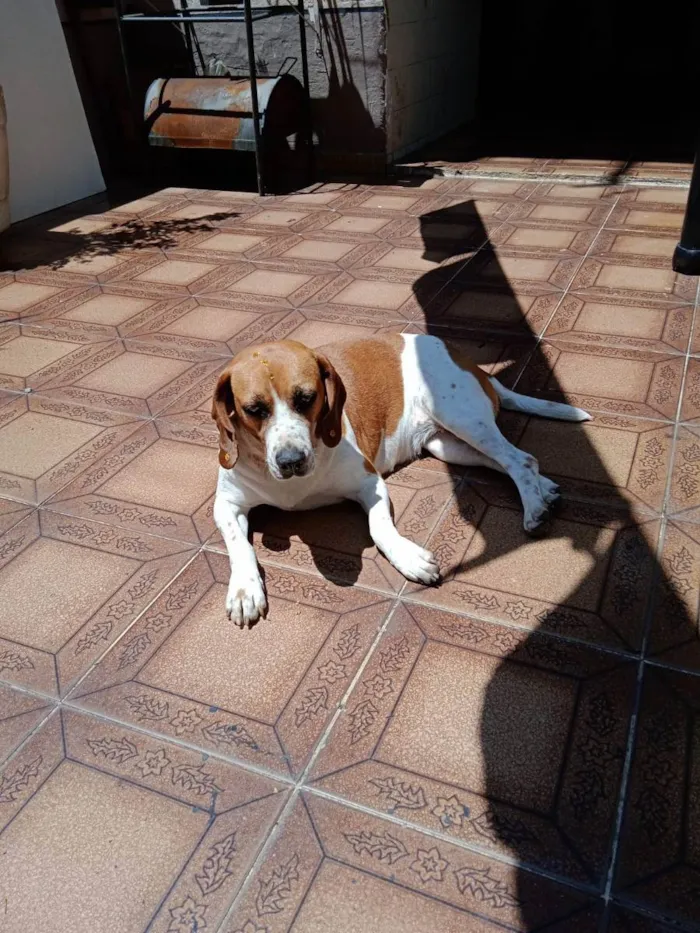 Cachorro ra a Beagle idade 3 anos nome Marcelina