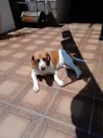 Marcelina