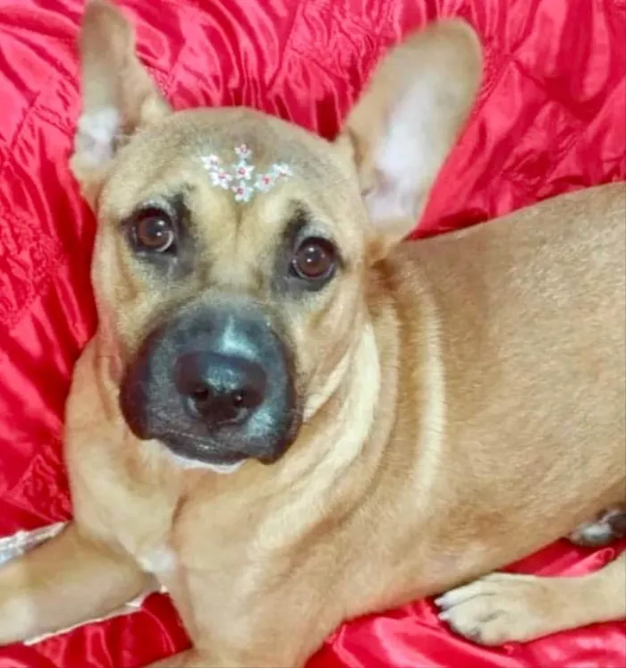 Cachorro ra a Pitbull  idade 1 ano nome Amora 