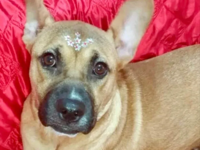 Cachorro ra a Pitbull  idade 1 ano nome Amora 