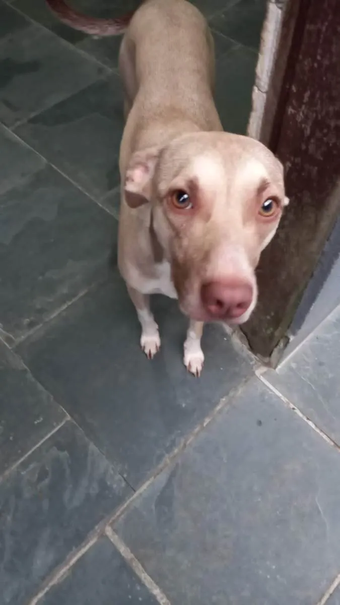 Cachorro raça Srd idade 1 ano nome Gamora
