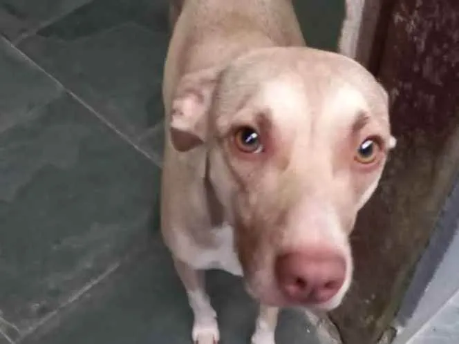 Cachorro raça Srd idade 1 ano nome Gamora