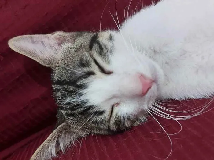Gato raça Sem raça definida  idade 2 a 6 meses nome Molly - CASTRADO 