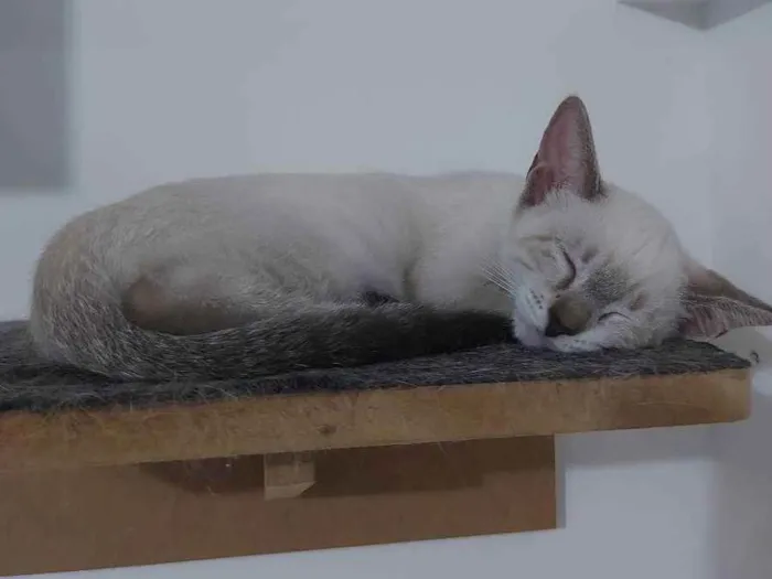 Gato raça Sem raça definida  idade 2 a 6 meses nome Maia - CASTRADA