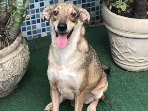Cachorro raça SRD idade 2 anos nome SNOW