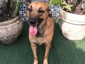 Cachorro raça SRD idade 2 anos nome BRAD