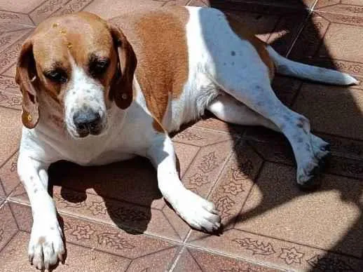 Cachorro ra a Beagle idade 3 anos nome Marcelina