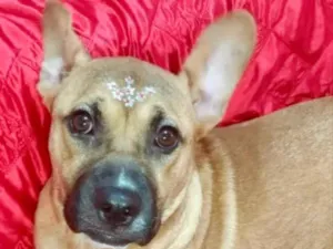 Cachorro raça Pitbull  idade 1 ano nome Amora 