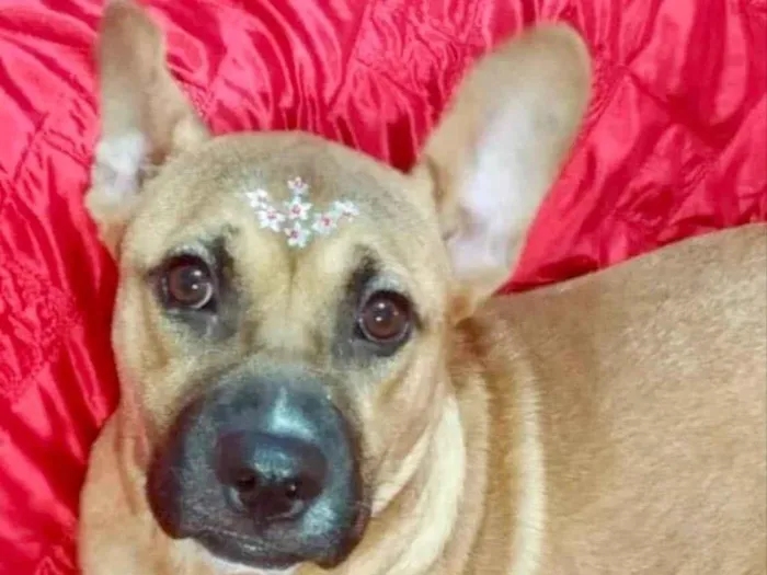 Cachorro ra a Pitbull  idade 1 ano nome Amora 