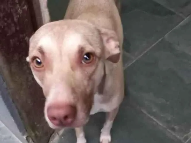 Cachorro raça Srd idade 1 ano nome Gamora