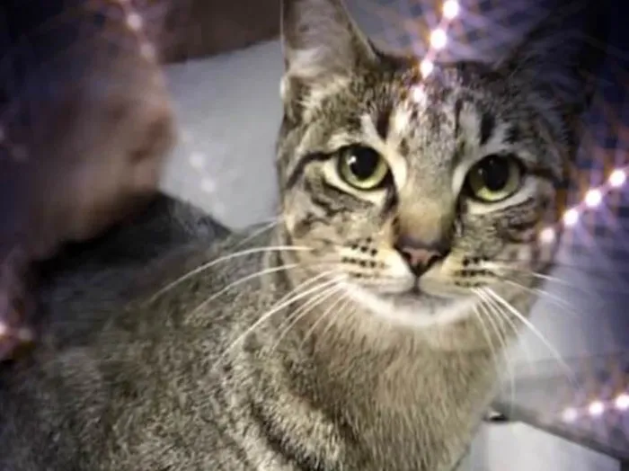 Gato raça Srd lindo  idade 1 ano nome Gucci 