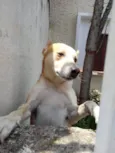 Cachorro raça Srd  idade 1 ano nome Trovão 