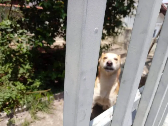 Cachorro raça Srd  idade 1 ano nome Trovão 