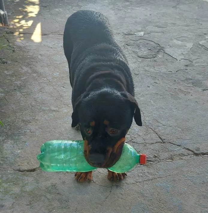 Cachorro ra a SRD idade 4 anos nome Jade