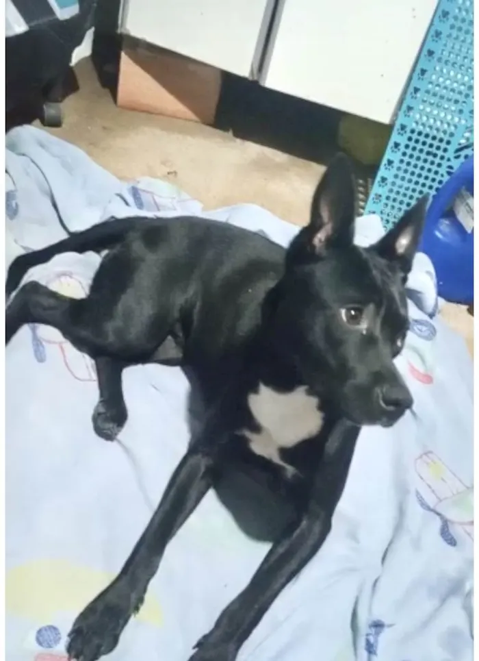 Cachorro raça Srd idade 7 a 11 meses nome Alina Linda bb9meses