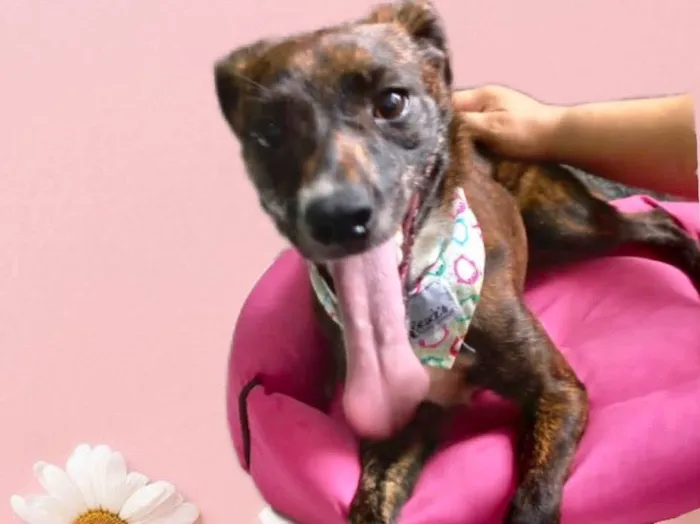 Cachorro raça Pinscher mix  srd  idade 7 a 11 meses nome Molly Linda Pinscher