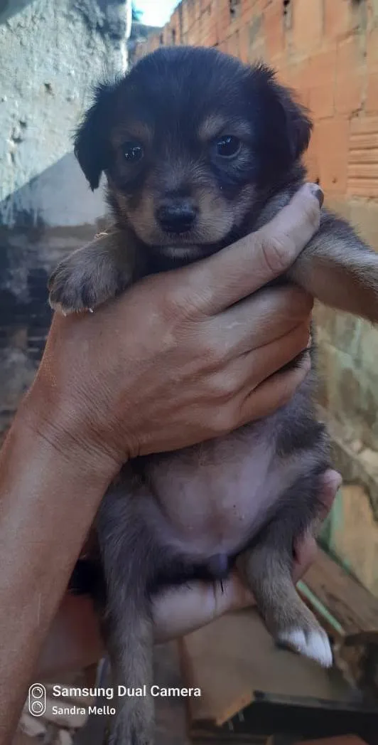 Cachorro ra a Srd  idade Abaixo de 2 meses nome Filhotes 50 dias