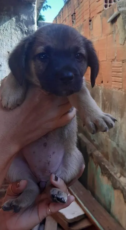 Cachorro ra a Srd  idade Abaixo de 2 meses nome Filhotes 50 dias