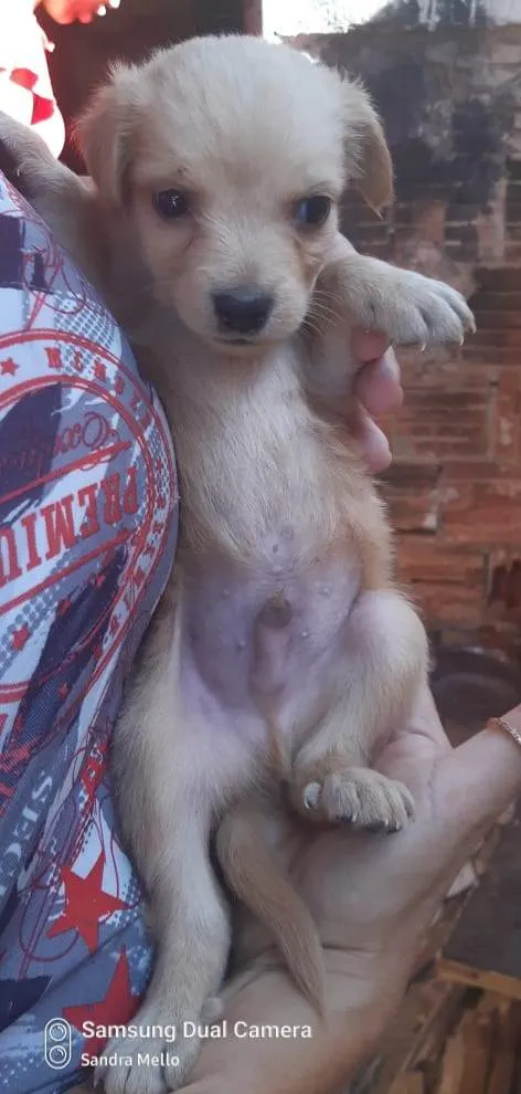 Cachorro ra a Srd  idade Abaixo de 2 meses nome Filhotes 50 dias