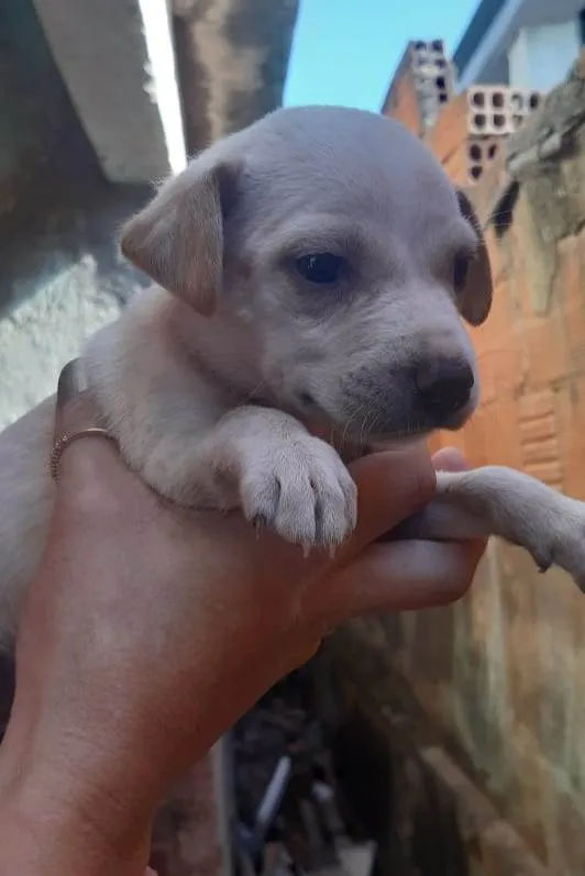 Cachorro ra a Srd  idade Abaixo de 2 meses nome Filhotes 50 dias