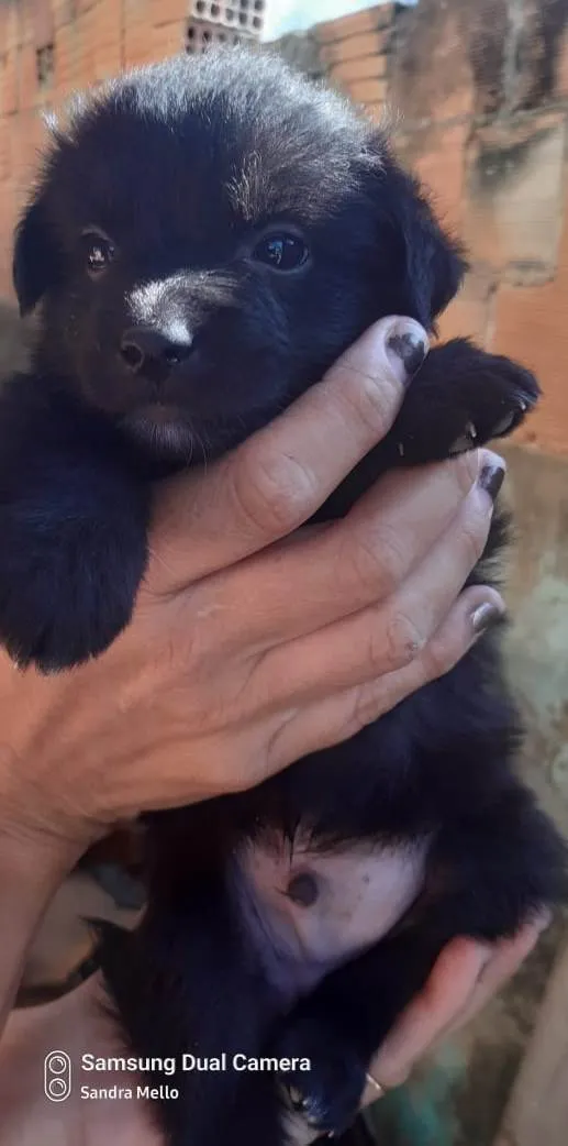 Cachorro ra a Srd  idade Abaixo de 2 meses nome Filhotes 50 dias