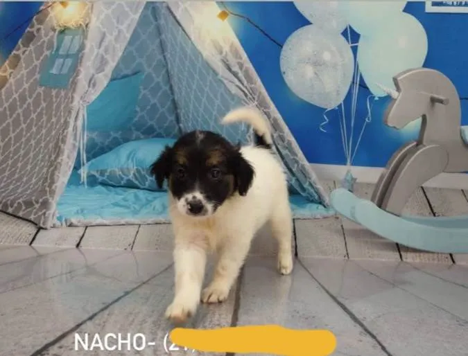 Cachorro ra a Srd idade 2 a 6 meses nome Filhotes 2 meses 