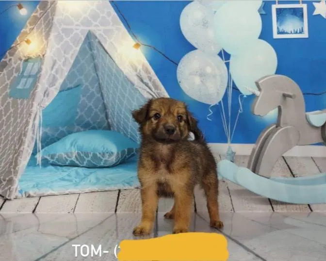Cachorro ra a Srd idade 2 a 6 meses nome Filhotes 2 meses 