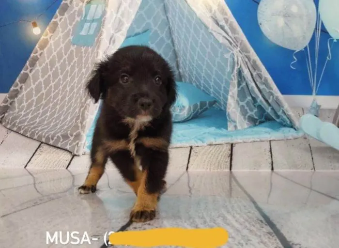 Cachorro ra a Srd idade 2 a 6 meses nome Filhotes 2 meses 