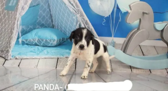 Cachorro ra a Srd idade 2 a 6 meses nome Filhotes 2 meses 