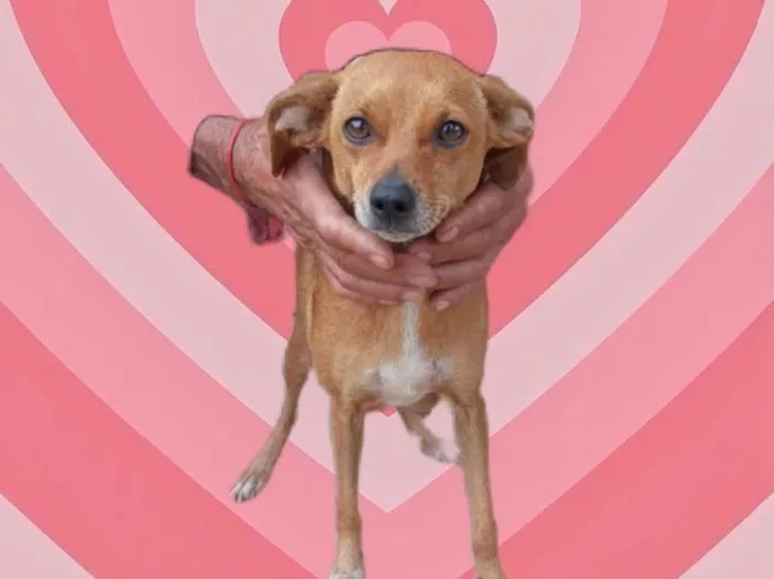 Cachorro raça Srd idade 1 ano nome Marie Louise porteP 