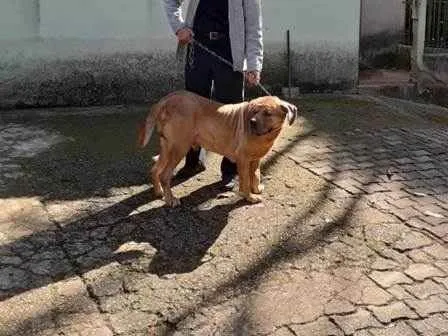 Cachorro ra a fila brasileiro idade 6 ou mais anos nome Katchenko.