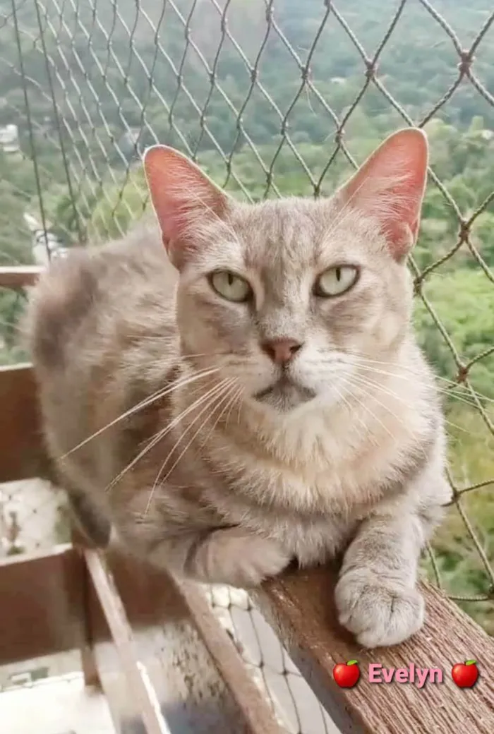 Gato ra a srd idade 5 anos nome ×× EVELYN ××