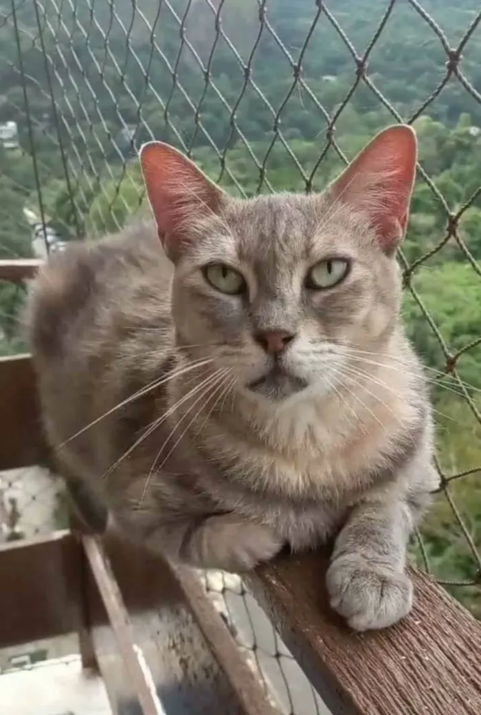 Gato ra a srd idade 5 anos nome ×× EVELYN ××