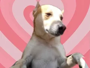 Cachorro raça Srd  idade 1 ano nome Trovão 