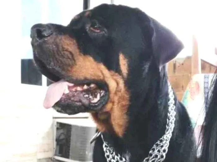 Cachorro ra a SRD idade 4 anos nome Jade
