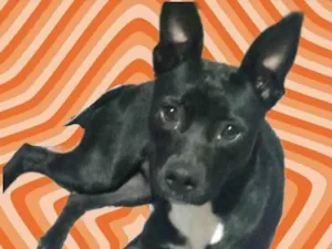 Cachorro raça Srd idade 7 a 11 meses nome Alina Linda bb9meses