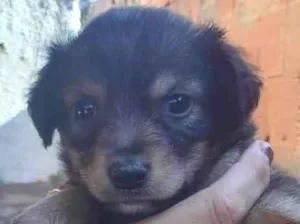 Cachorro raça Srd  idade Abaixo de 2 meses nome Filhotes 50 dias