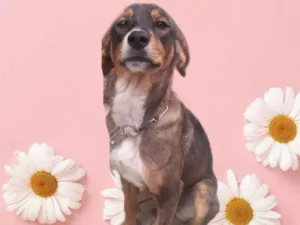 Cachorro raça Srd idade 7 a 11 meses nome Carly bb um doce 