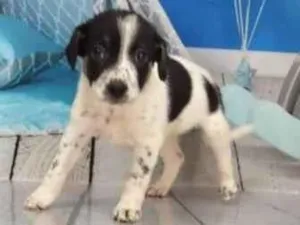 Cachorro raça Srd idade 2 a 6 meses nome Filhotes 2 meses 