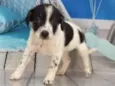Filhotes 2 meses