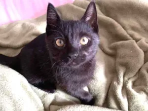Gato raça SRD idade 2 a 6 meses nome Luigi (Lulu) 