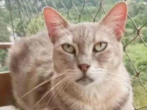 Gato raça srd idade 5 anos nome ×× EVELYN ××