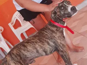 Cachorro raça Pitt idade 2 anos nome Fred