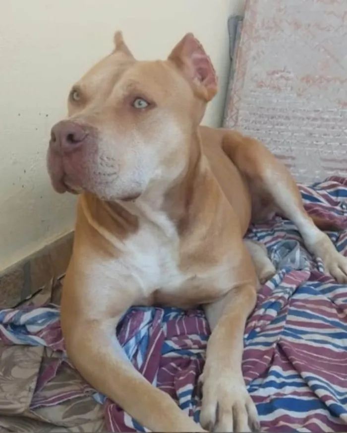 Cachorro ra a Pitbull idade 4 anos nome Riborni