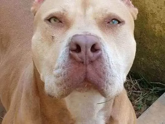 Cachorro ra a Pitbull idade 4 anos nome Riborni