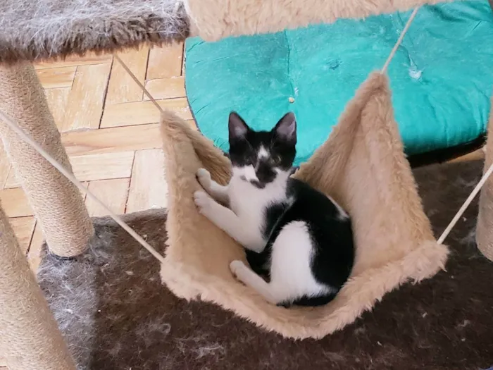 Gato raça Srd idade 2 a 6 meses nome Valentim 