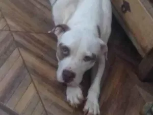 Cachorro raça Pitt idade 2 anos nome Vitor