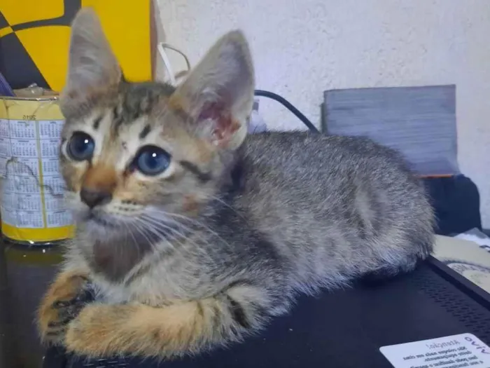 Gato raça S/D  idade 2 a 6 meses nome Tigresinha 