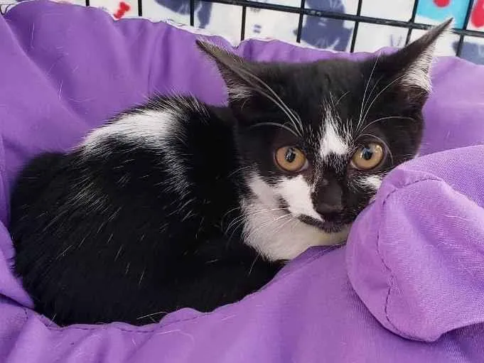 Gato raça Srd idade 2 a 6 meses nome Valentim 