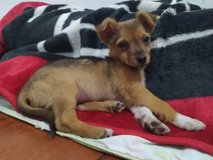 Cachorro ra a sem raça definida idade 2 a 6 meses nome Pequenina